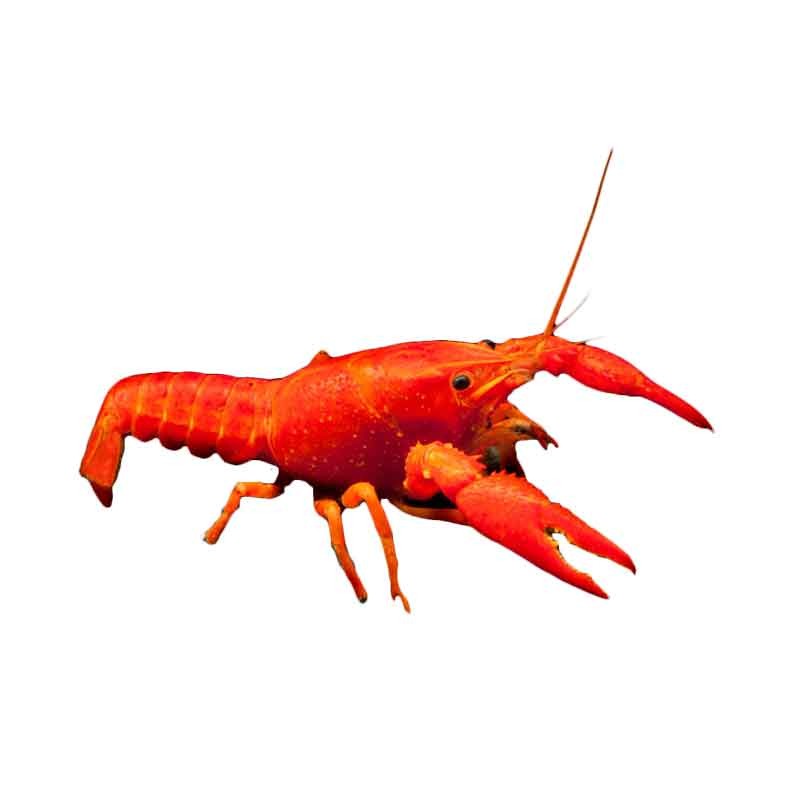 Hiasan Lobster Red Hiasan Aquascpae Aquarium - lopster - lobster hias terlaris