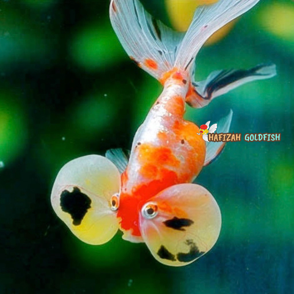BUBBLE EYE KOKI MATA BALON 6-8 CM KOKI IKAN HIAS AQUARIUM KOLAM