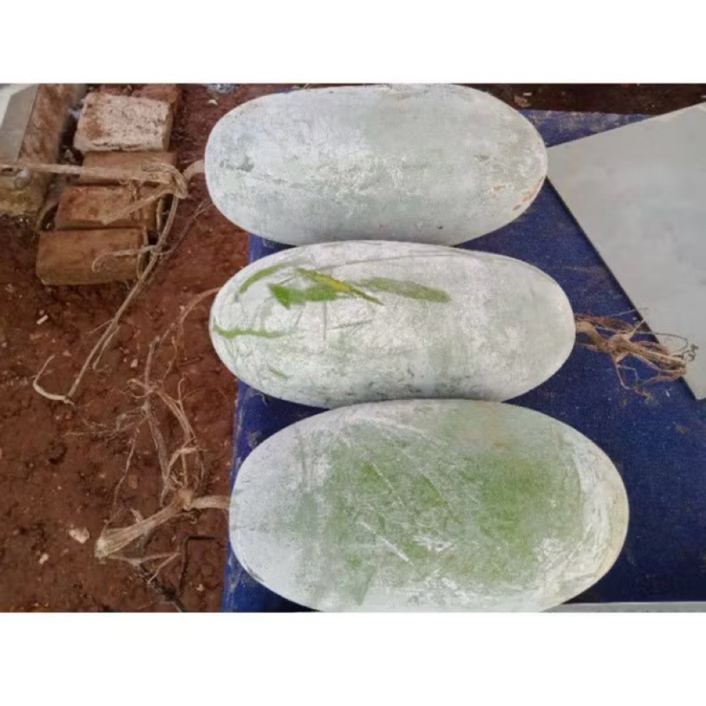 

Buah Bligo Bligo/Kundur 1.2 - 1,5 Kg Fress Baru Di Petik