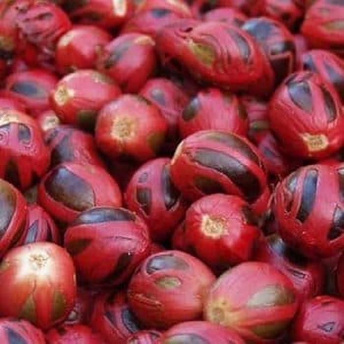 promo BIBIT BENIH BIJI PALA 1Kg JENIS UNGGUL ready