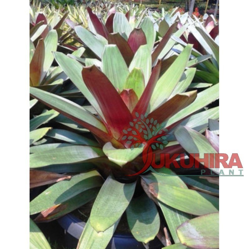 Tanaman hias bromelia giant merah