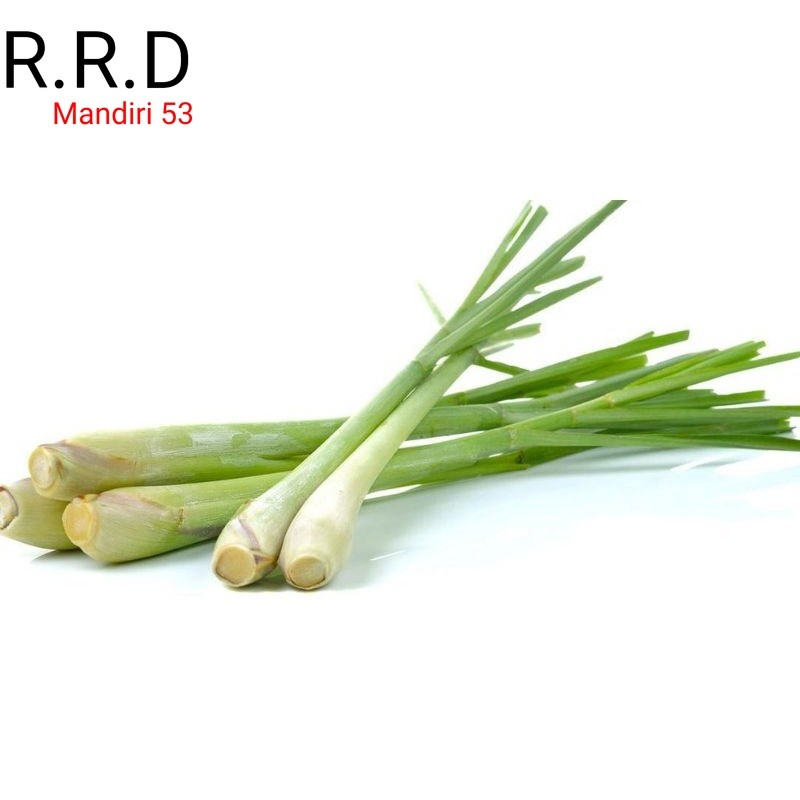 

Promo Serai segar organik 100gram sereh siap petik