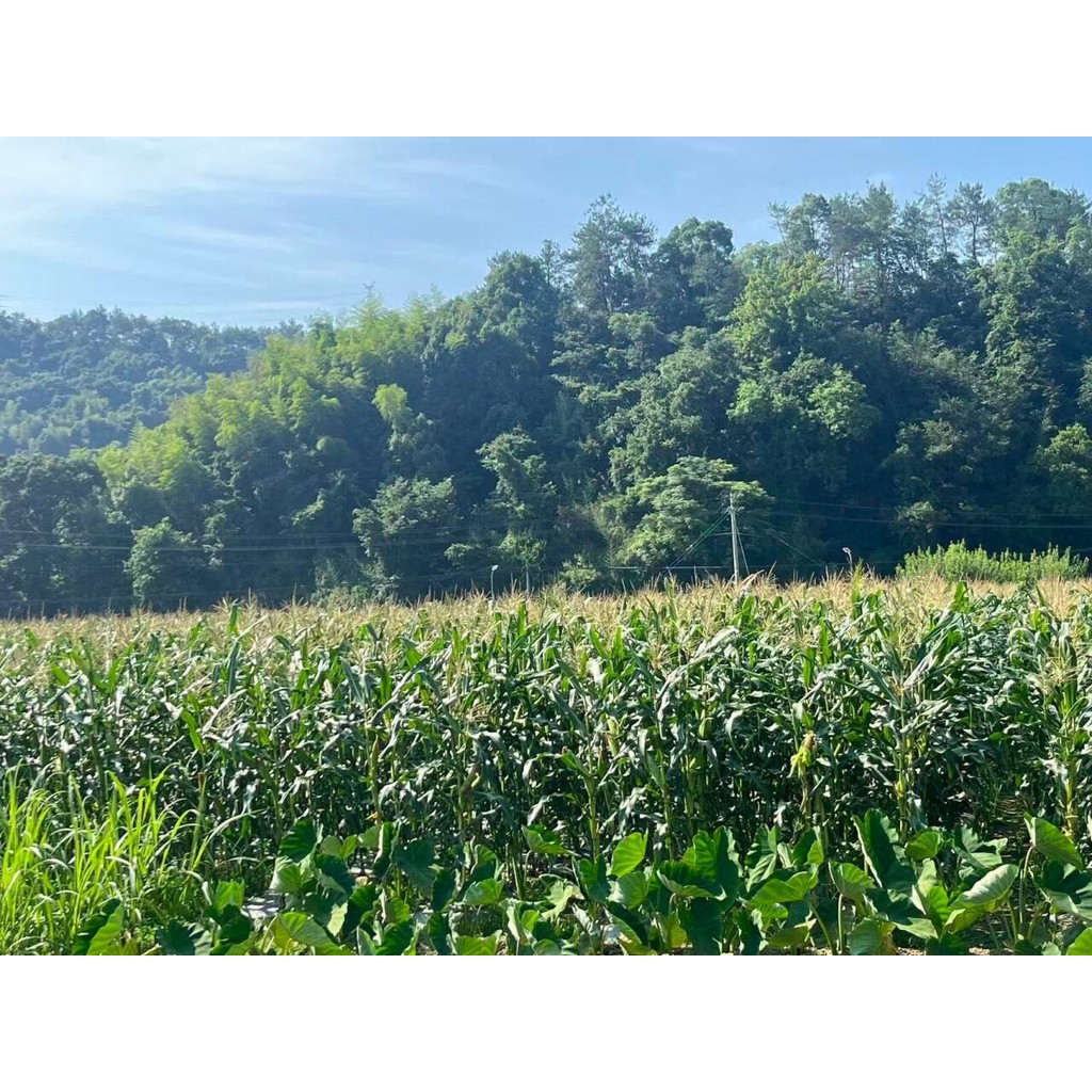 

99805YJ-C50 Electric Scissors Fabric Leather Cutter Rotary Blade Fabric Sewing Scissors Round Knife Cloth Cutting Machin