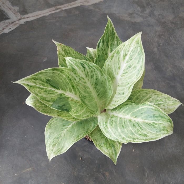 Aglonema Silver Queen - Aglo - MURAH