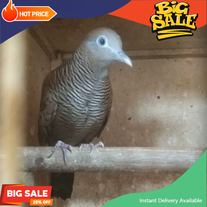 burung perkutut majapahit katuranggan