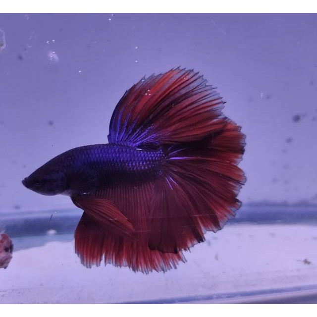 

stiker anomali cupang Halfmoon jantan random murah size XL