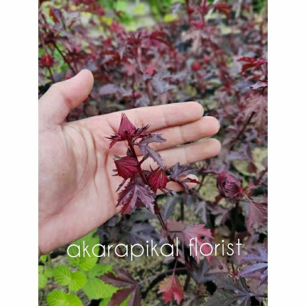 Bibit Tanaman Toga Red panama/Hibiscus acetosella