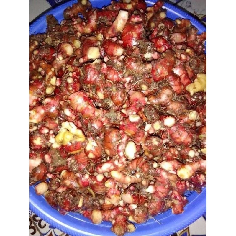 

jahe merah segar per 100gram K. D Jya