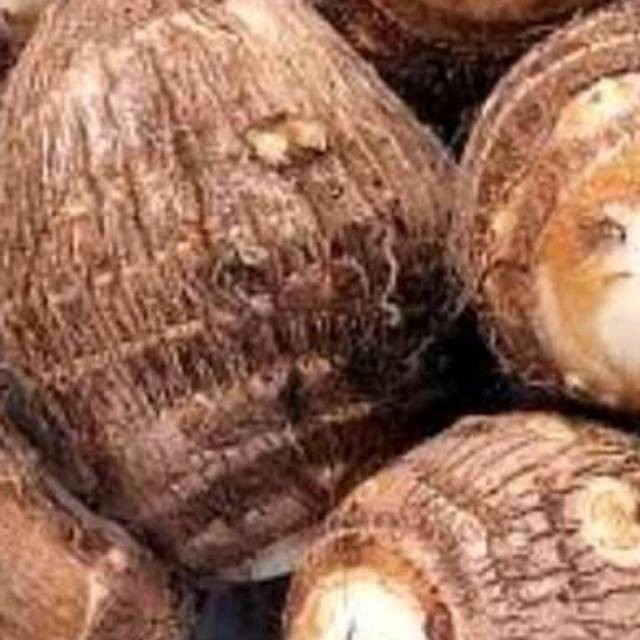 

Jual Ubi Talas Segar/500gram