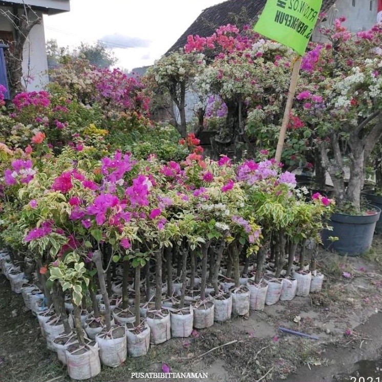 MURAH tanaman bibit bunga Bougenville 3 warna jumbo/besar bogenvil  bunga kertas var