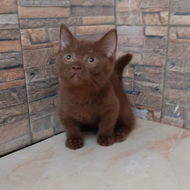kucing bsh munchkin jantan cinamon / munchkin cinamon