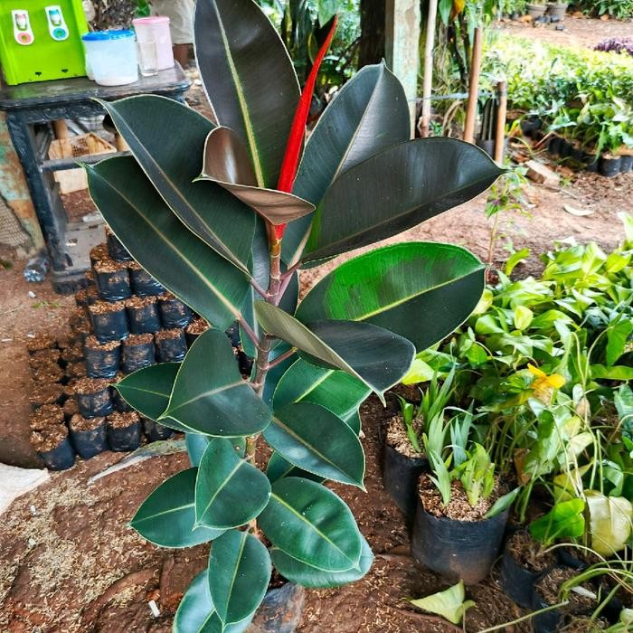 POHON KARET KEBO MERAH TINGGI 1 METER