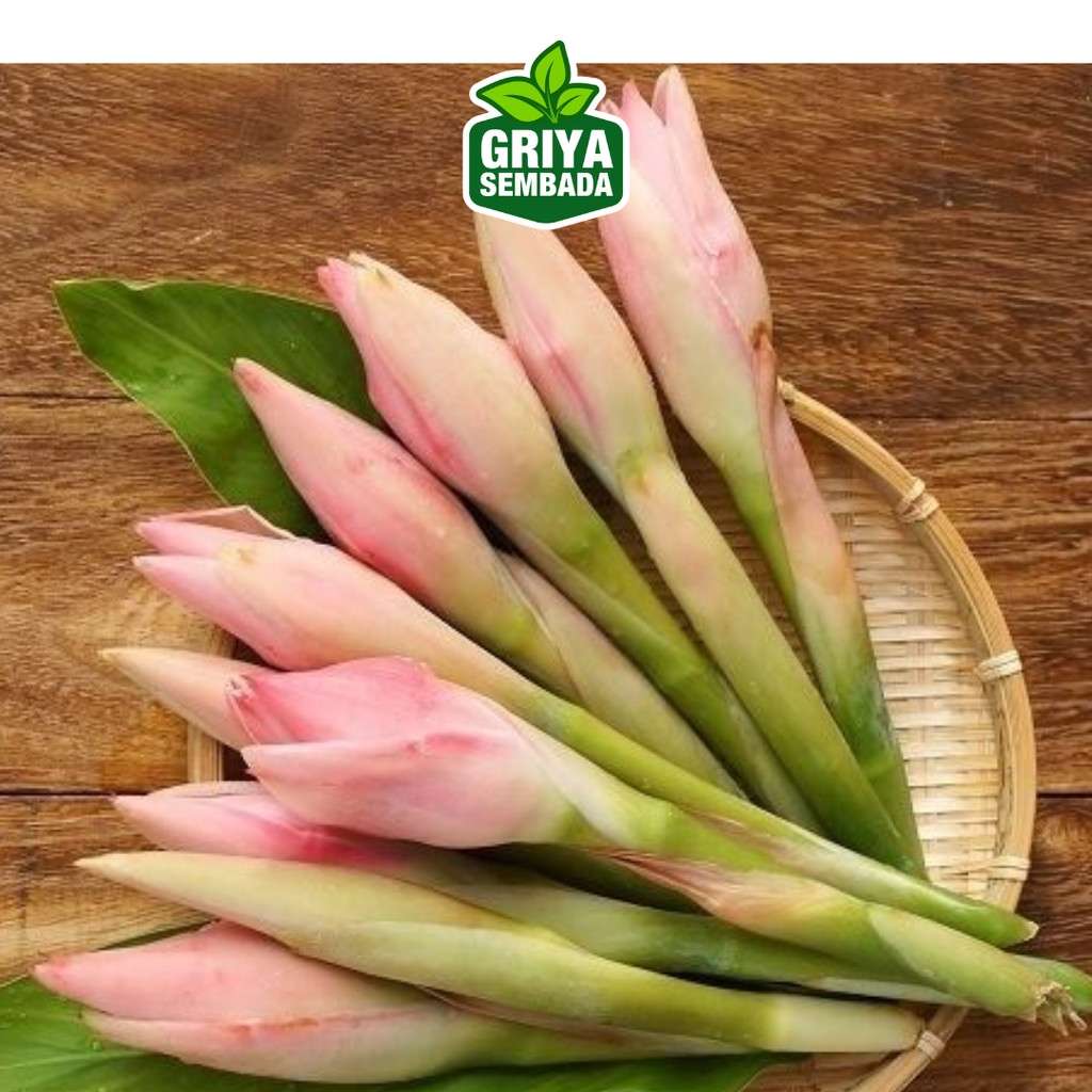 

Bunga Kecombrang/Rombeh Segar 500 Gr