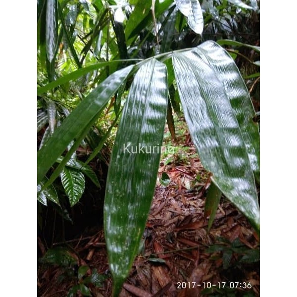 

Daun Bambu Segar Pilihan herbal dan bungkus bacang