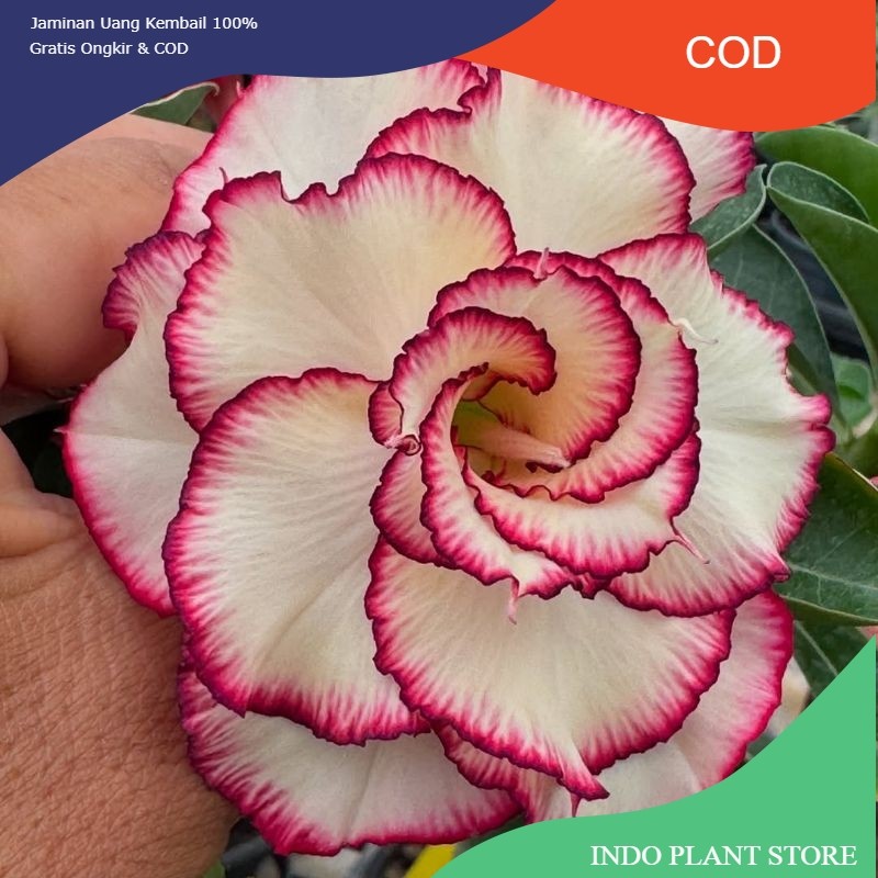 TERMURAH BISA COD.TANAMAN HIAS ADENIUM BUNGA TUMPUK BUNGA PUTIH LADYR-//ADENIUM CABANG SERIBU BUNGA 