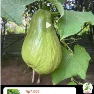 

Promo labu siam' labu sayur makasi