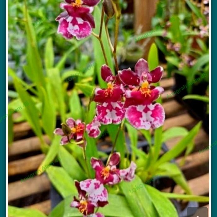 anggrek oncidium