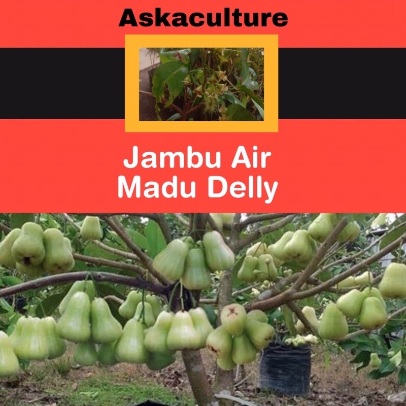 Sudah pernah Berbunga Jambu Air Madu Delly Hijau Manis dan Rajin Berbuah. Jambu Favorit cangkok 1 me