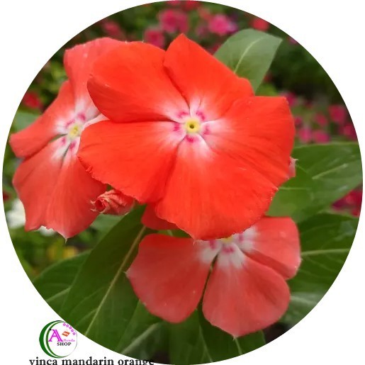 Bibit Benih  bunga vinca mandarin orange   ( Isi 20  Biji )