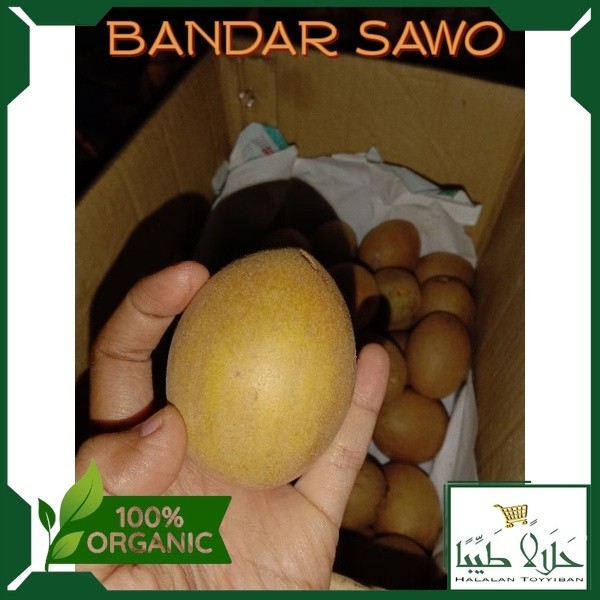 

BANDAR sawo segar Manis harga per KG
