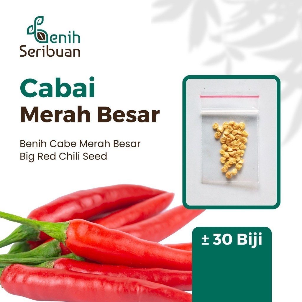 Benih  - 5 Bibit Cabe Merah Besar F1 Hibrida