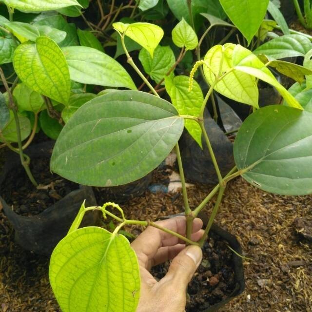 Tanamam herbal bibit lada tanaman hias hidup lada perdu tanaman herbal lada perdu tanaman lada tanam