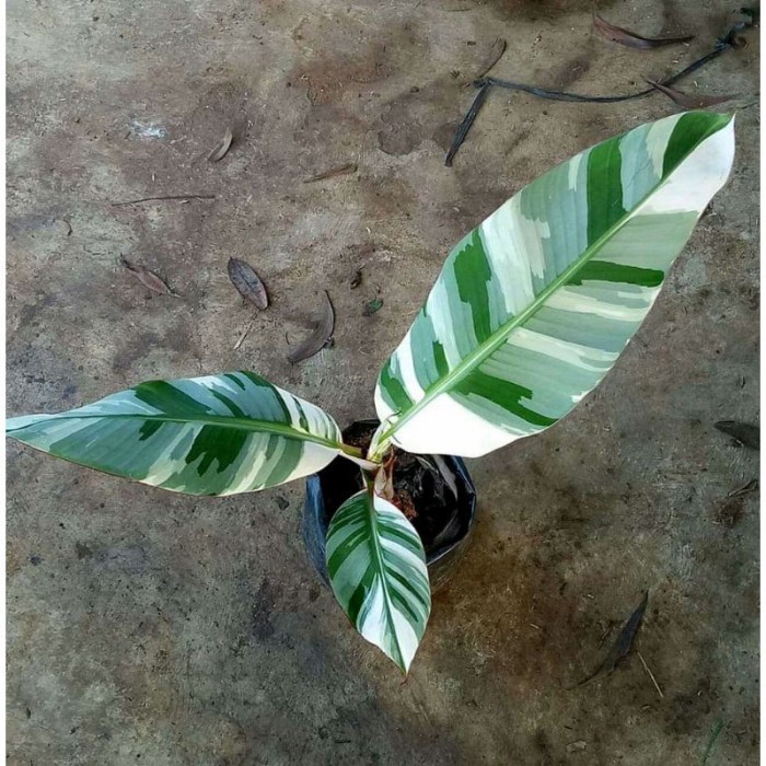 bonggol/bibit pisang varigata musae