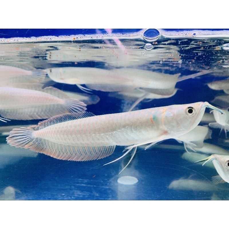 LM27U hiasan aquarium arwana silver red / silver Brazil ukuran 19-20cm full garansi perjalanan