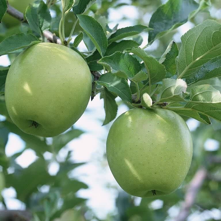 Bibit tanaman buah apel manalagi Apel Malang