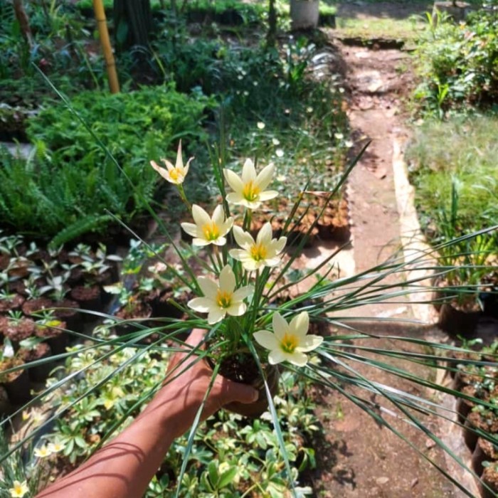 tanaman kucai tulip bunga putih - pohon tulip bunga putih kucai