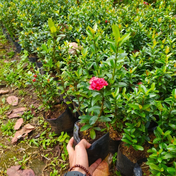 tanaman asoka bunga merah - Asoka merah