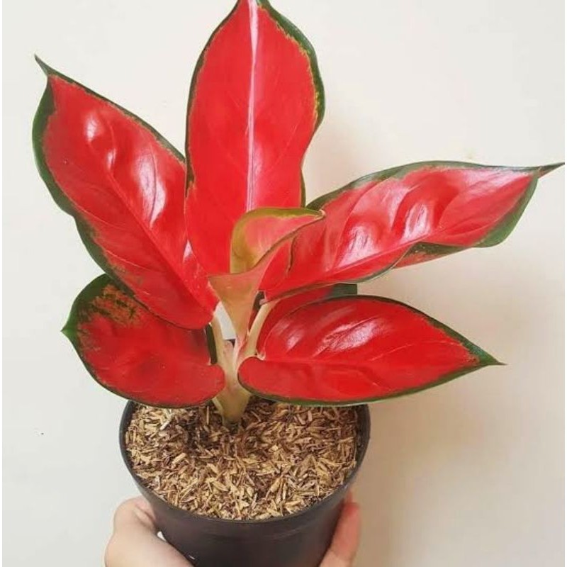 ( BISA COD ) Tanaman Hias Aglonema Suksom Jaipong Rumpun Banyak Daun Bunga Hias Aglaonema Suksom Jai
