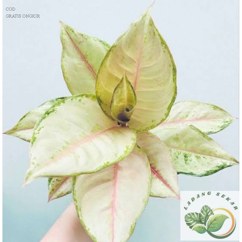 PROMO Rimbun Dewasa Aglonema Frozen - Aglonema Koleksi