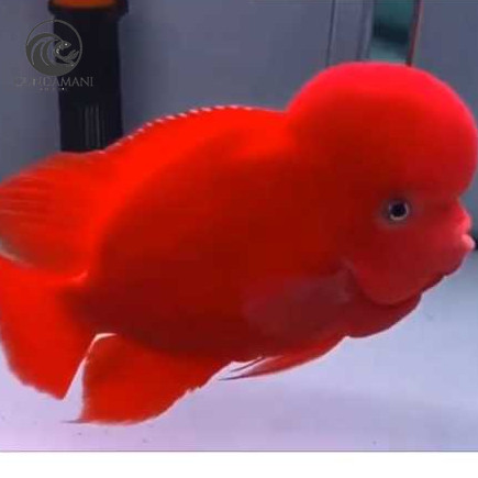 hiyasan aquarium Burayak Louhan Super Red Monkey Import Thailand cunda