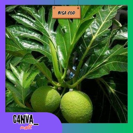 

Daun sukun fresh obat herbal alami 500gr.