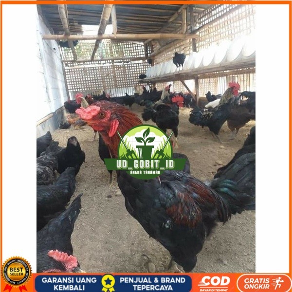 

Telur ayam KUB petelur handal fertil siap ditetaskan - telur ayam kub UD_GOBIT_ID