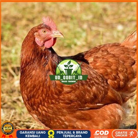 

Telur ayam rodhe island / telur ayam hias / telur fertil siap tetas UD_GOBIT_ID