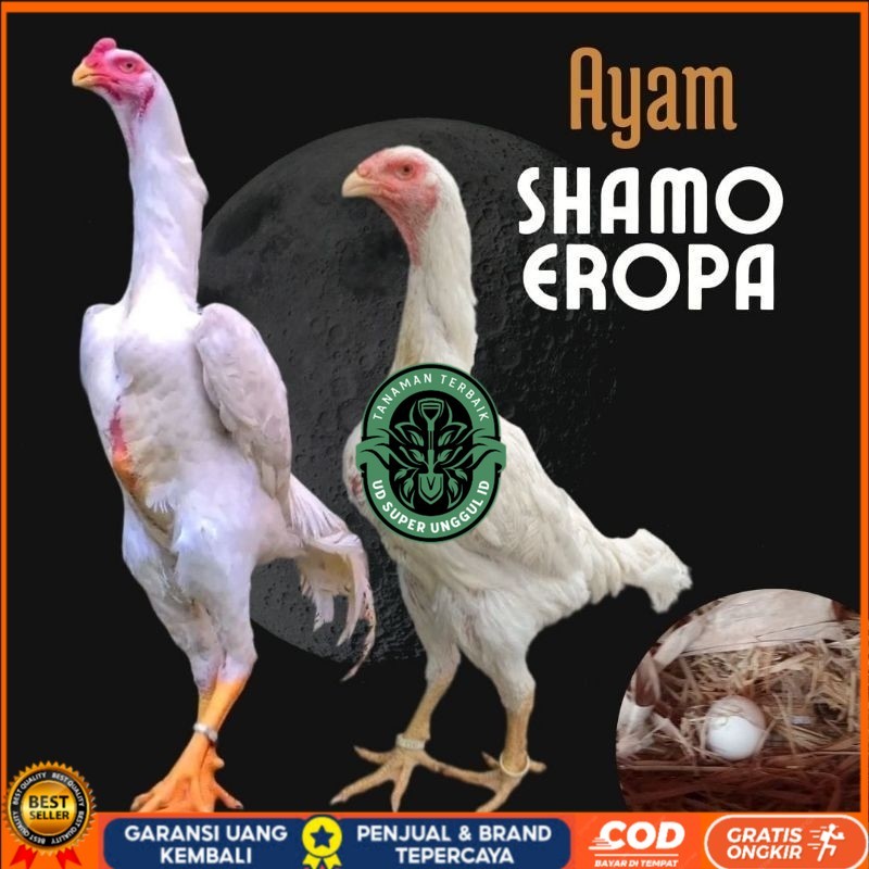 

telur ayam shamo eropa bisa untuk di tetaskan UD_SUPER_UNGGUL_ID