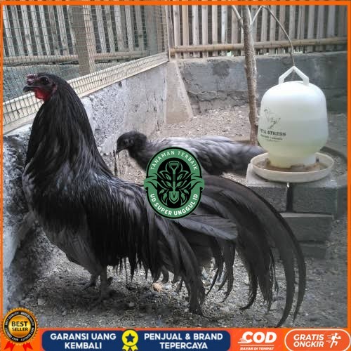 

Telur ayam black sumatera / telur ayam hias / telur fertil siap tetas UD_SUPER_UNGGUL_ID
