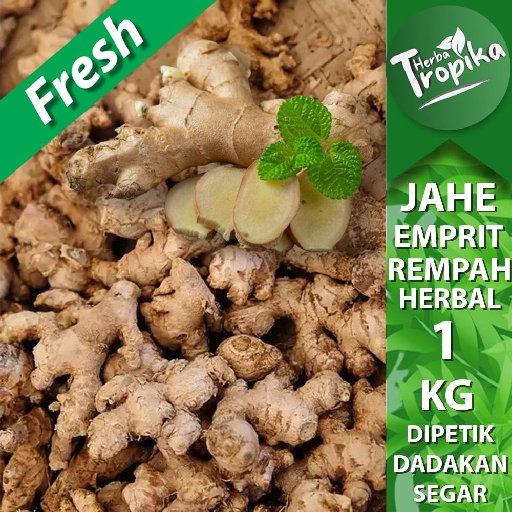 

Jahe Emprit Segar 1 kg rempah rempah alami toko herba tropika