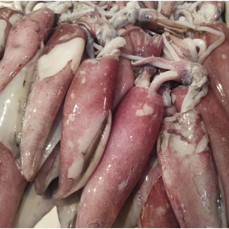 

Cumi Jarum Fresh 1.0kg Isi 1-4ekor