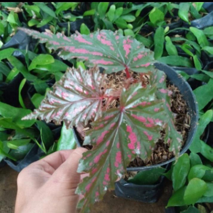 NEW PRODUK Tanaman hias Begonia black walet - begonia black walet