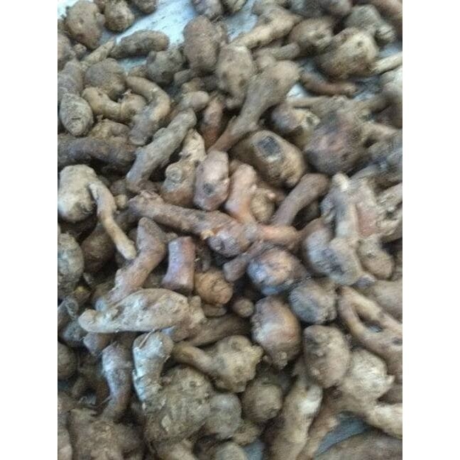 temu kunci jamu | bonggol kunci | kunci obat | biang segar fresh basah