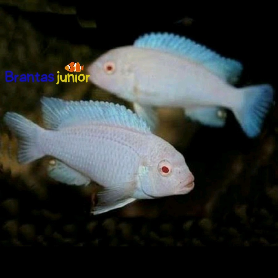 ikan cichlid snow white ISI 4