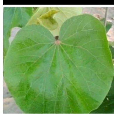 

9romo Daun waru sgar 50 lmbar daun herbal waruu