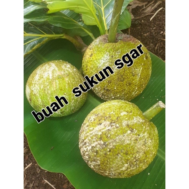 

New Buah sukun sgar organik