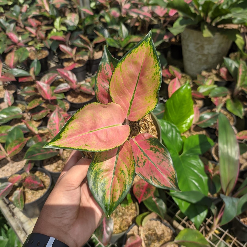 Tanaman Hias Aglonema Kocin Tembaga / Aglonema Kocin / Kocin Tembaga