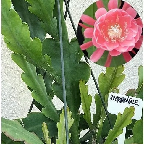 Wijaya Kusuma incredible Epiphyllum Bibit Dewasa Bunga wangi