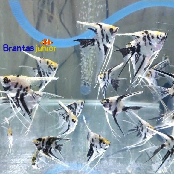 Manfish Tricolor ukuran ISI 4