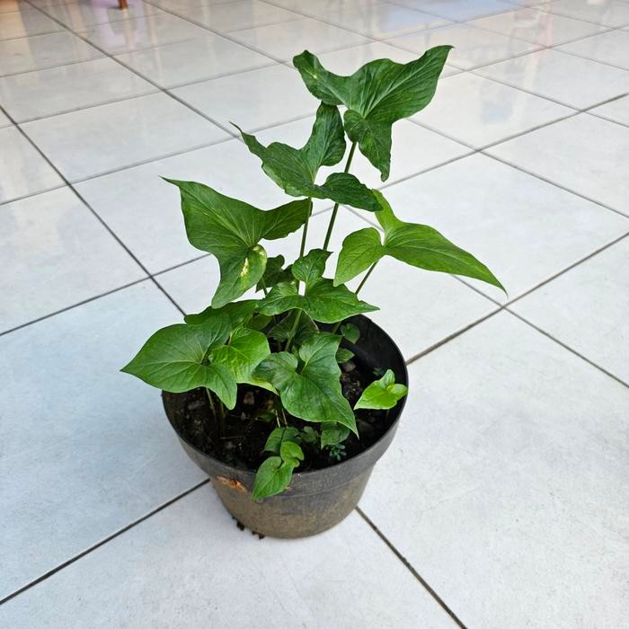 Keladi Tikus Syngonium Caladium - Tumbuhan Hidup Tanaman Hias Asli Murah Makassar